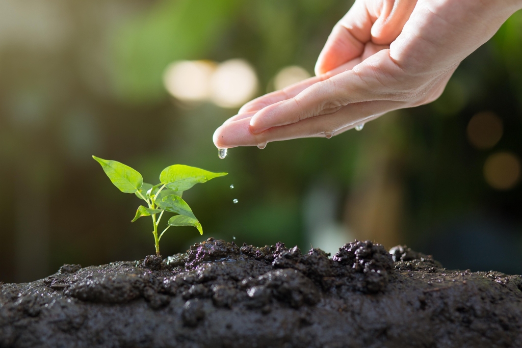 thophilong-soil-8080788_1920 (1).jpg