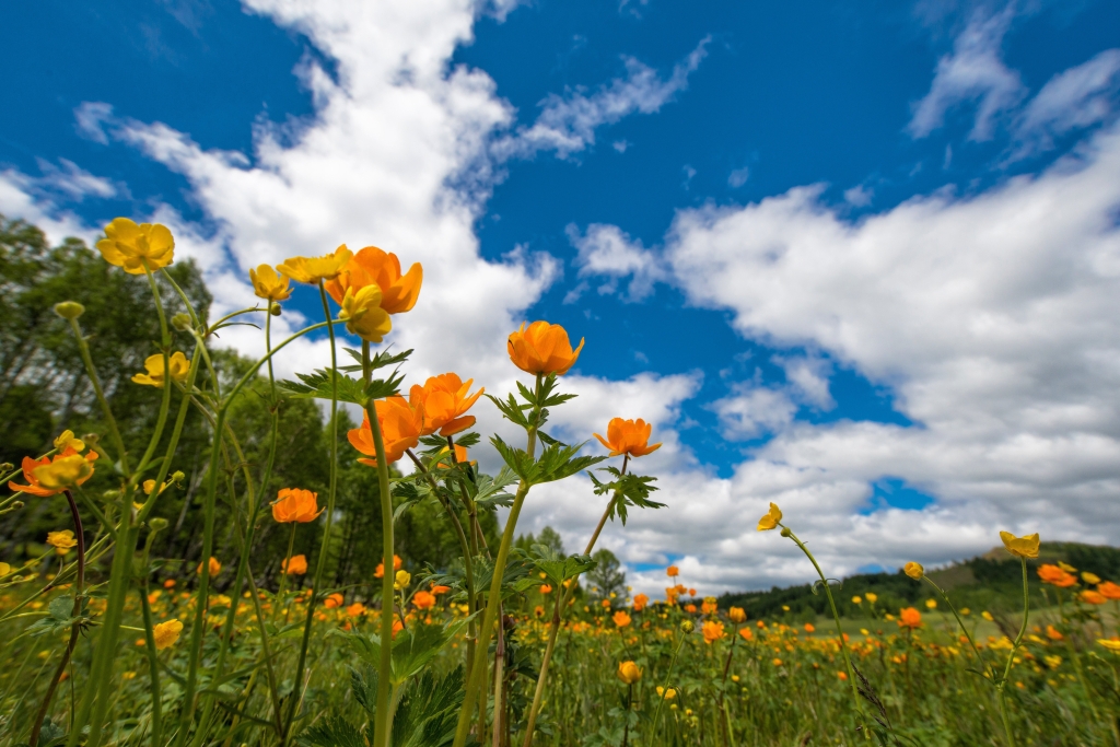 kanenori-spring-2184004.jpg