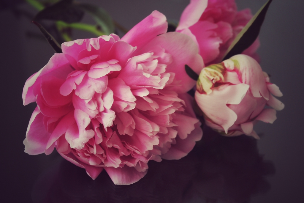 lolame-peonies-3430122.jpg