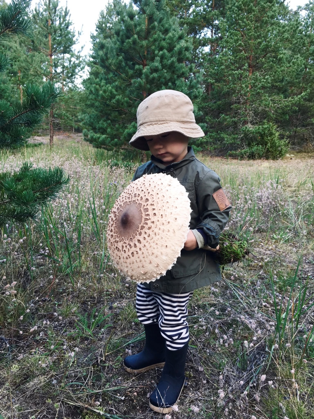 Väikese mehe kohtumine suure seenega