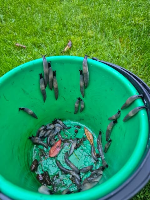 Mustpeanälkjad